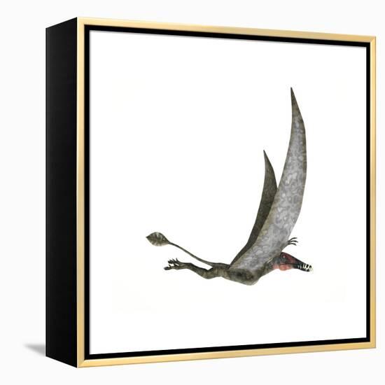 Dorygnathus Flying Dinosaur-null-Framed Stretched Canvas