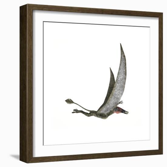 Dorygnathus Flying Dinosaur-null-Framed Premium Giclee Print