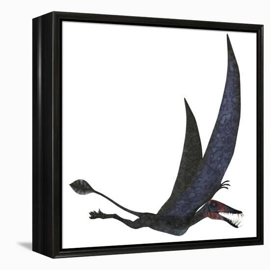 Dorygnathus Pterosaur from the Jurassic Period-Stocktrek Images-Framed Stretched Canvas