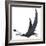 Dorygnathus Pterosaur from the Jurassic Period-Stocktrek Images-Framed Art Print