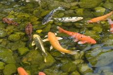 Various Colored Koi-dosecreative-Photographic Print