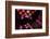 Dots-Heidi Westum-Framed Photographic Print