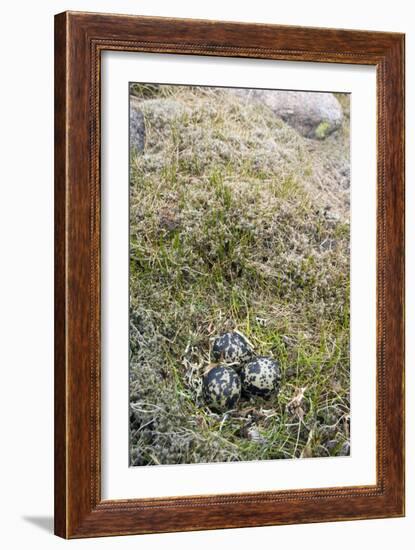 Dotterel Eggs In a Nest-Duncan Shaw-Framed Photographic Print