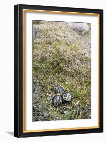Dotterel Eggs In a Nest-Duncan Shaw-Framed Photographic Print