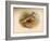 Dotterel (Eudromias morinellus), 1900, (1900)-Charles Whymper-Framed Giclee Print