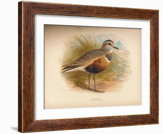 Dotterel (Eudromias morinellus), 1900, (1900)-Charles Whymper-Framed Giclee Print