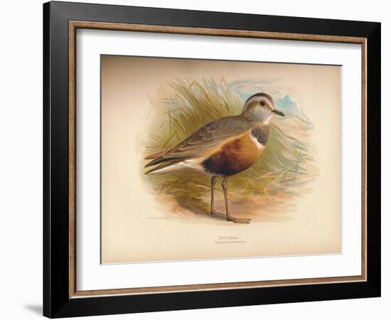 Dotterel (Eudromias morinellus), 1900, (1900)-Charles Whymper-Framed Giclee Print