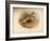 Dotterel (Eudromias morinellus), 1900, (1900)-Charles Whymper-Framed Giclee Print