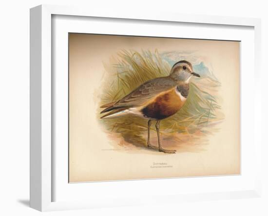 Dotterel (Eudromias morinellus), 1900, (1900)-Charles Whymper-Framed Giclee Print