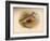 Dotterel (Eudromias morinellus), 1900, (1900)-Charles Whymper-Framed Giclee Print