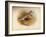 Dotterel (Eudromias morinellus), 1900, (1900)-Charles Whymper-Framed Giclee Print