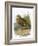 Dotterel-English-Framed Giclee Print