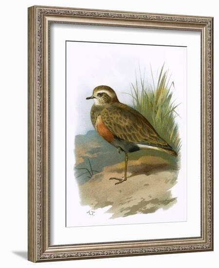 Dotterel-English-Framed Giclee Print