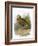 Dotterel-English-Framed Giclee Print