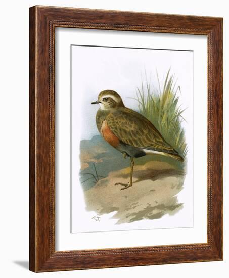 Dotterel-English-Framed Giclee Print