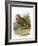 Dotterel-English-Framed Giclee Print