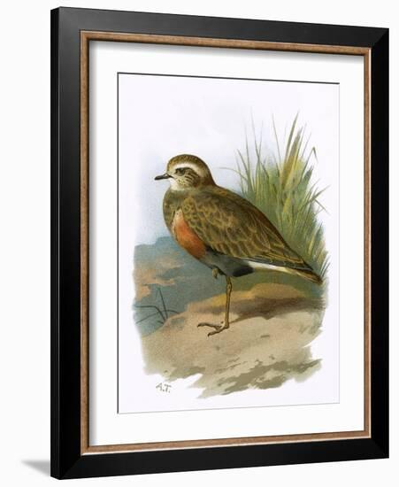 Dotterel-English-Framed Giclee Print