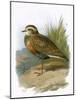 Dotterel-English-Mounted Giclee Print