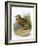 Dotterel-English-Framed Giclee Print