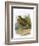 Dotterel-English-Framed Giclee Print