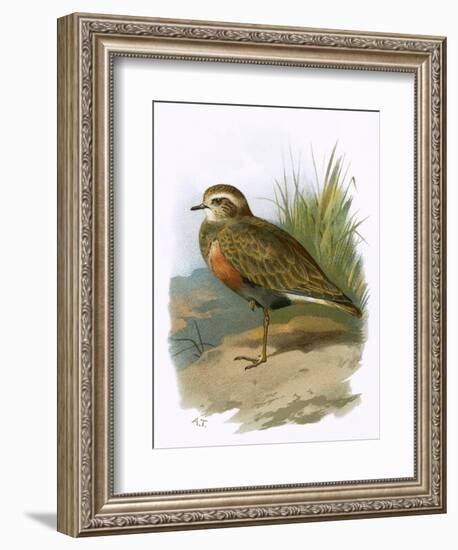 Dotterel-English-Framed Giclee Print