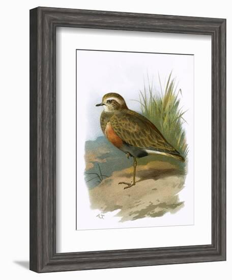 Dotterel-English-Framed Giclee Print