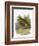 Dotterel-English-Framed Giclee Print