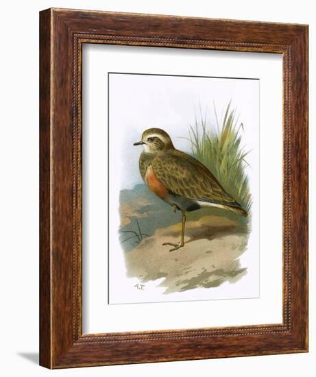 Dotterel-English-Framed Giclee Print