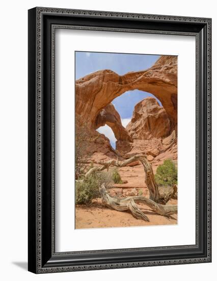 Double Arch, Windows Section, Arches National Park, Utah, United States of America, North America-Gary Cook-Framed Photographic Print