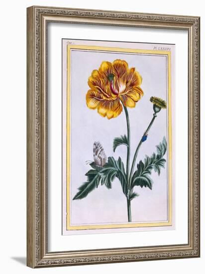 Double Creeping Buttercup, Ranunculus Repens Var: Pleniflorus, C.1776-Pierre-Joseph Buchoz-Framed Giclee Print