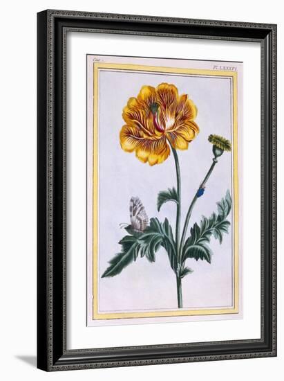 Double Creeping Buttercup, Ranunculus Repens Var: Pleniflorus, C.1776-Pierre-Joseph Buchoz-Framed Giclee Print