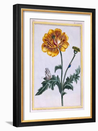 Double Creeping Buttercup, Ranunculus Repens Var: Pleniflorus, C.1776-Pierre-Joseph Buchoz-Framed Giclee Print