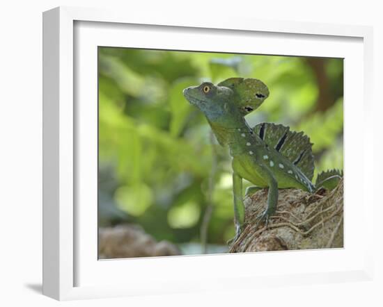 Double Crested Basilisk Basilisk Lizard, Tortuguero National Park, Costa Rica-Edwin Giesbers-Framed Photographic Print