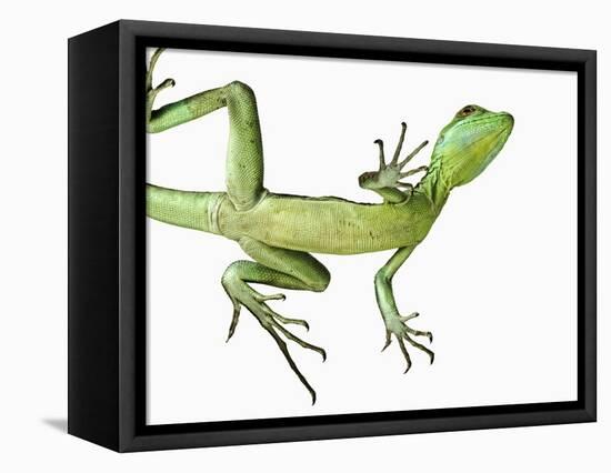 Double-Crested Basilisk-Martin Harvey-Framed Premier Image Canvas