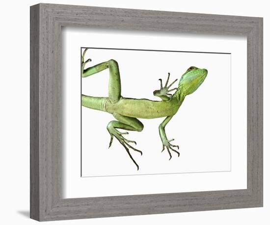 Double-Crested Basilisk-Martin Harvey-Framed Photographic Print