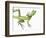 Double-Crested Basilisk-Martin Harvey-Framed Photographic Print