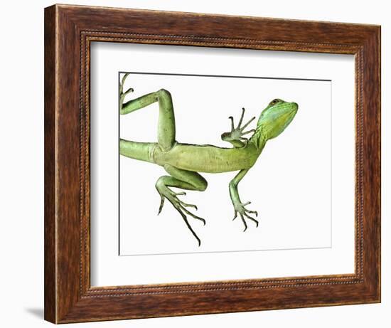 Double-Crested Basilisk-Martin Harvey-Framed Photographic Print