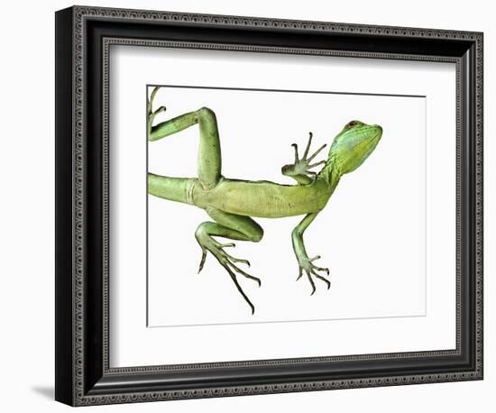 Double-Crested Basilisk-Martin Harvey-Framed Photographic Print