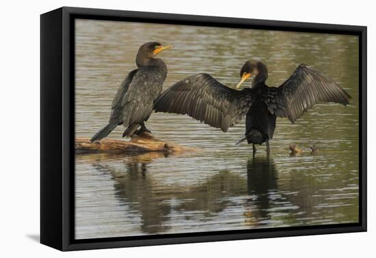 Double-crested cormorant pair-Ken Archer-Framed Premier Image Canvas