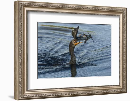 Double-crested cormorant with catfish in beak, Phalacrocorax auritus, Venice Rookery, Venice, Flori-Adam Jones-Framed Photographic Print