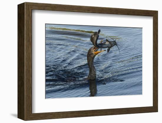 Double-crested cormorant with catfish in beak, Phalacrocorax auritus, Venice Rookery, Venice, Flori-Adam Jones-Framed Photographic Print