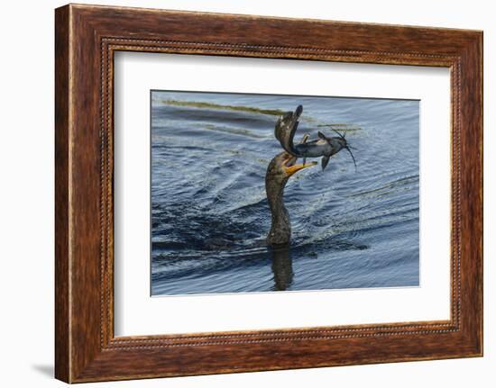 Double-crested cormorant with catfish in beak, Phalacrocorax auritus, Venice Rookery, Venice, Flori-Adam Jones-Framed Photographic Print