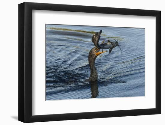 Double-crested cormorant with catfish in beak, Phalacrocorax auritus, Venice Rookery, Venice, Flori-Adam Jones-Framed Photographic Print