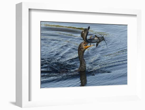 Double-crested cormorant with catfish in beak, Phalacrocorax auritus, Venice Rookery, Venice, Flori-Adam Jones-Framed Photographic Print