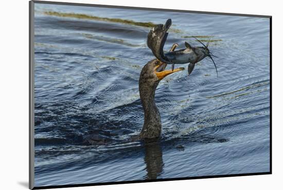 Double-crested cormorant with catfish in beak, Phalacrocorax auritus, Venice Rookery, Venice, Flori-Adam Jones-Mounted Photographic Print