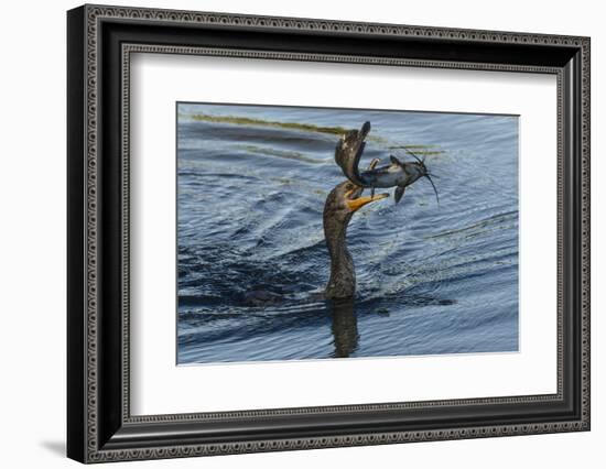 Double-crested cormorant with catfish in beak, Phalacrocorax auritus, Venice Rookery, Venice, Flori-Adam Jones-Framed Photographic Print