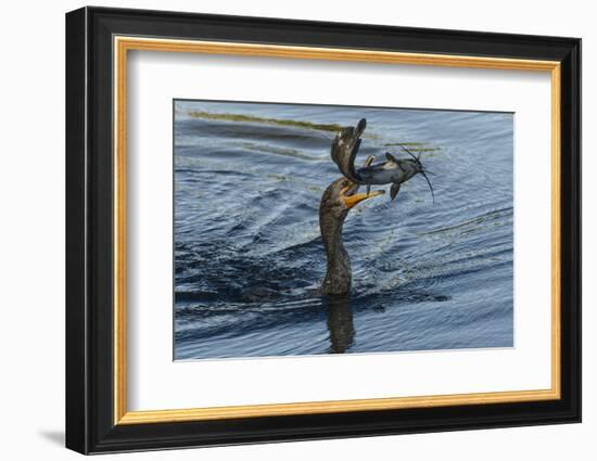 Double-crested cormorant with catfish in beak, Phalacrocorax auritus, Venice Rookery, Venice, Flori-Adam Jones-Framed Photographic Print