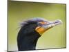 Double Crested Cormorant-Ethan Welty-Mounted Photographic Print