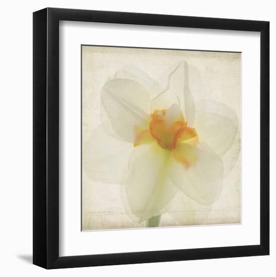 Double Daffodil I-Judy Stalus-Framed Art Print