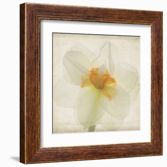 Double Daffodil I-Judy Stalus-Framed Art Print